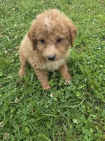 Geronimo , a male Miniature Goldendoodle for sale in Marietta, GA – 1 of 1