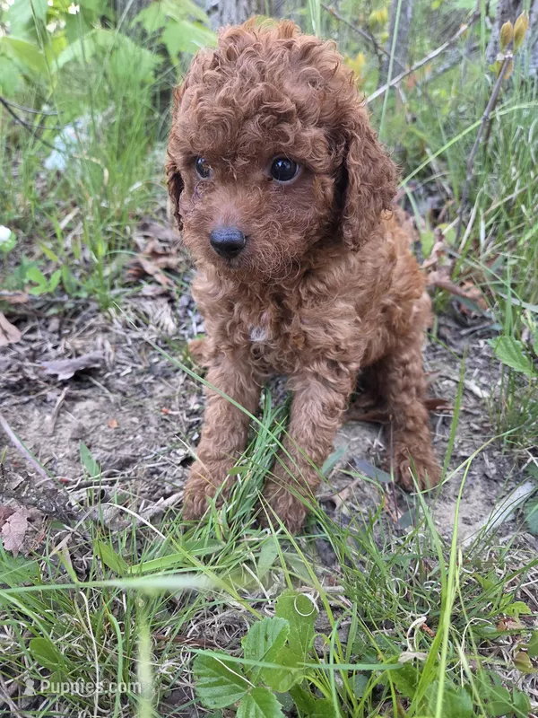 Clarence  – Cavapoo puppy for sale in Marietta, GA