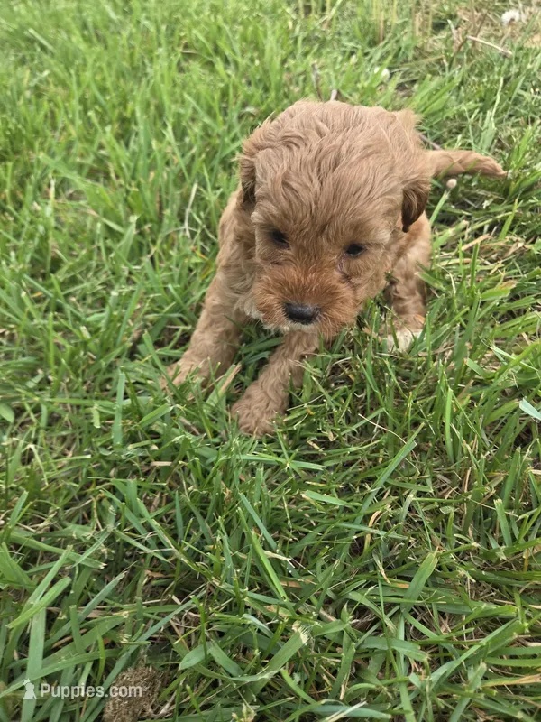 Cindy  – Cavapoo puppy for sale in Marietta, GA