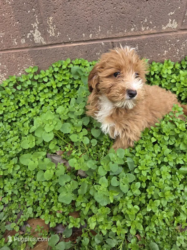 Cece – Cavapoo puppy for sale in Marietta, GA