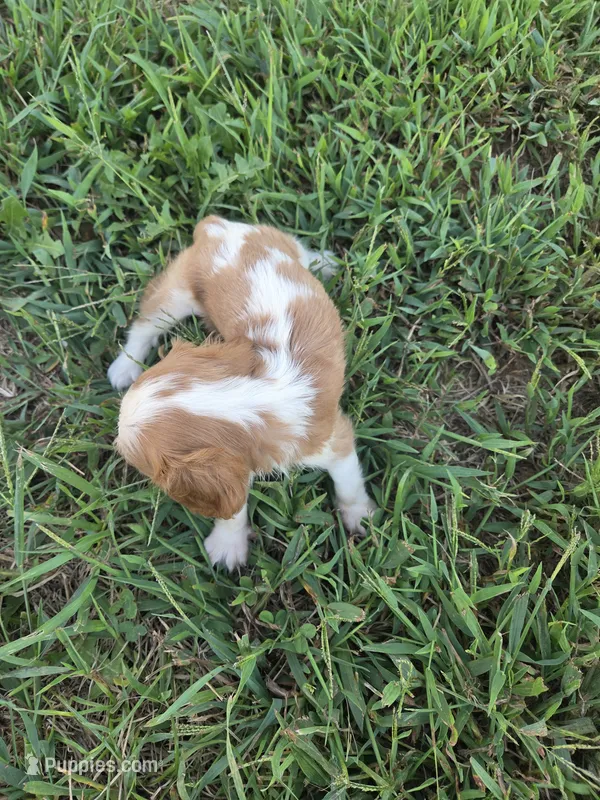 Kami  – Cavalier King Charles Spaniel puppy for sale in Marietta, GA