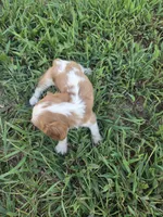 Kami , a female Cavalier King Charles Spaniel for sale in Marietta, GA – 1 of 2