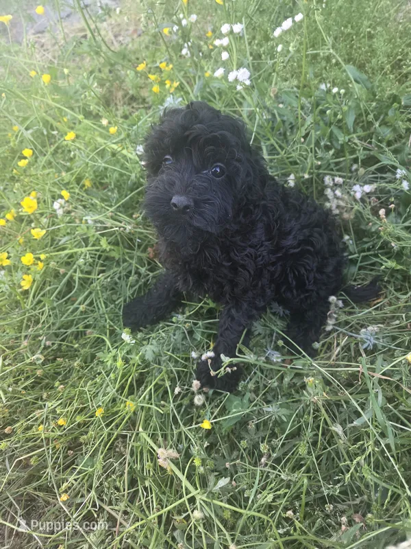 Hazel  – Cockapoo puppy for sale in Marietta, GA