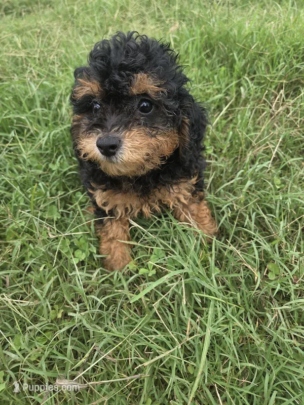 Cathy  – Cavapoo puppy for sale in Marietta, GA