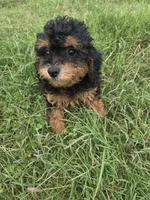 Cathy , a female Cavapoo for sale in Marietta, GA – 1 of 1