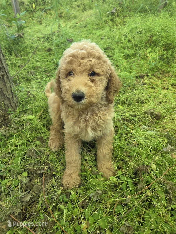 Grand – Miniature Goldendoodle puppy for sale in Marietta, GA