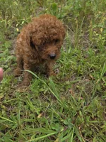 Cova, a female Cavapoo for sale in Marietta, GA – 2 of 3