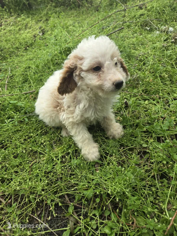 Cava  – Cavapoo puppy for sale in Marietta, GA
