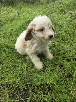 Cava , a female Cavapoo for sale in Marietta, GA – 1 of 1
