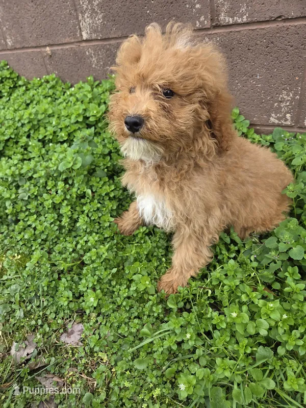Carl – Cavapoo puppy for sale in Marietta, GA