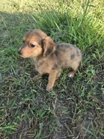 Amanda , a female Chihuahua for sale in Marietta, GA – 2 of 2