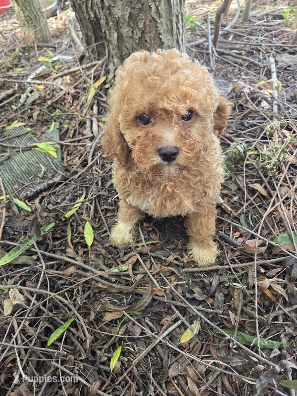 Cliff – Cavapoo puppy for sale in Marietta, GA
