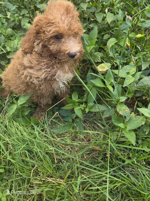 Curt  – Cavapoo puppy for sale in Marietta, GA