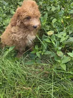Curt , a male Cavapoo for sale in Marietta, GA – 1 of 2