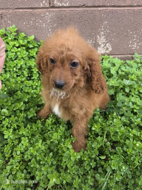 Hercules  – Cockapoo puppy for sale in Marietta, GA