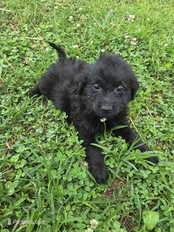 Grett – Miniature Goldendoodle puppy for sale in Marietta, GA