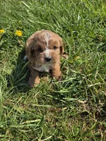 Civil , a female Cavapoo for sale in Marietta, GA – Photo 2 of 2