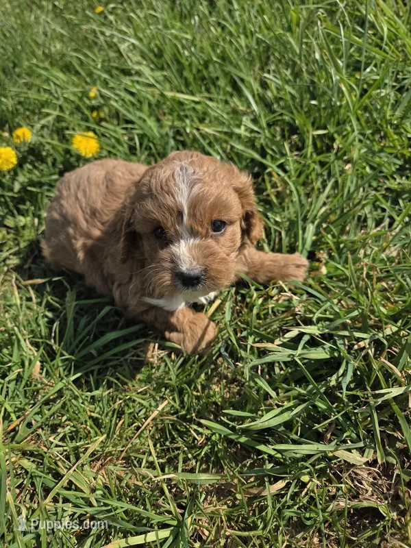 Civil  – Cavapoo puppy for sale in Marietta, GA