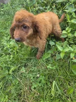 Cooper, a male Cavapoo for sale in Marietta, GA – 3 of 3