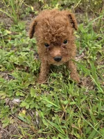 Central , a male Cavapoo for sale in Marietta, GA – 2 of 2