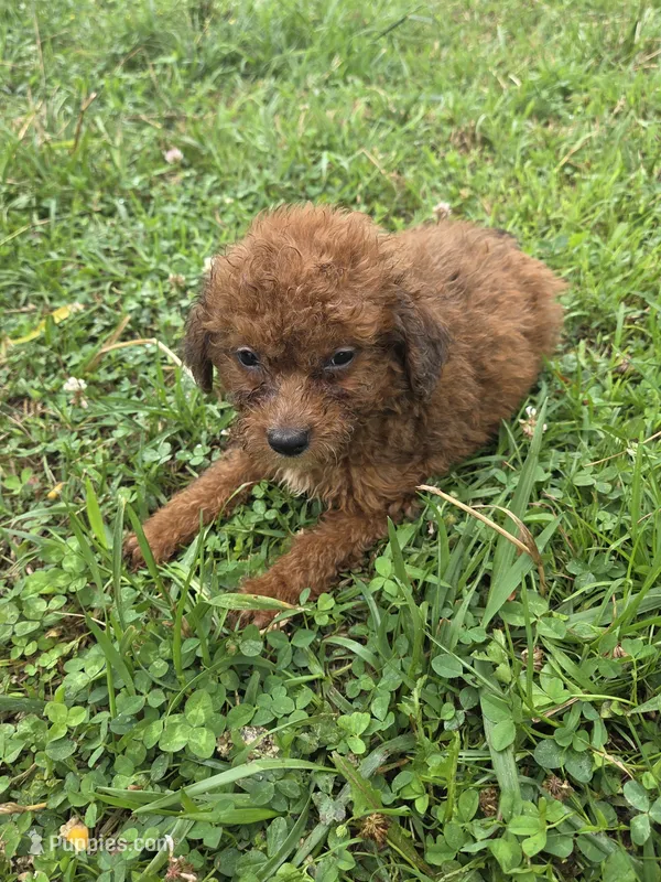 Glenda  – Miniature Goldendoodle puppy for sale in Marietta, GA