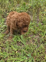 Cova, a female Cavapoo for sale in Marietta, GA – 3 of 3