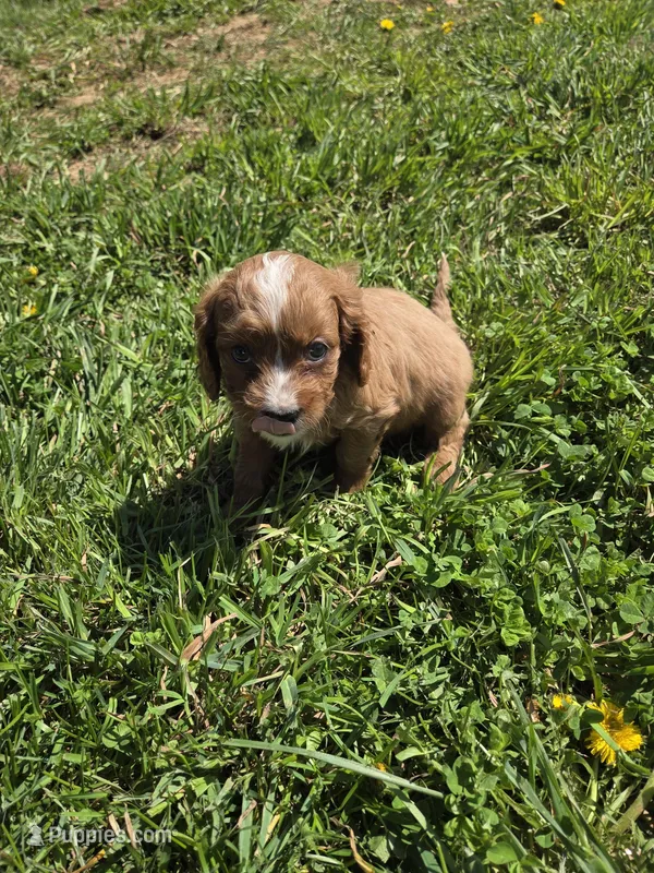 Calvin – Cavapoo puppy for sale in Marietta, GA