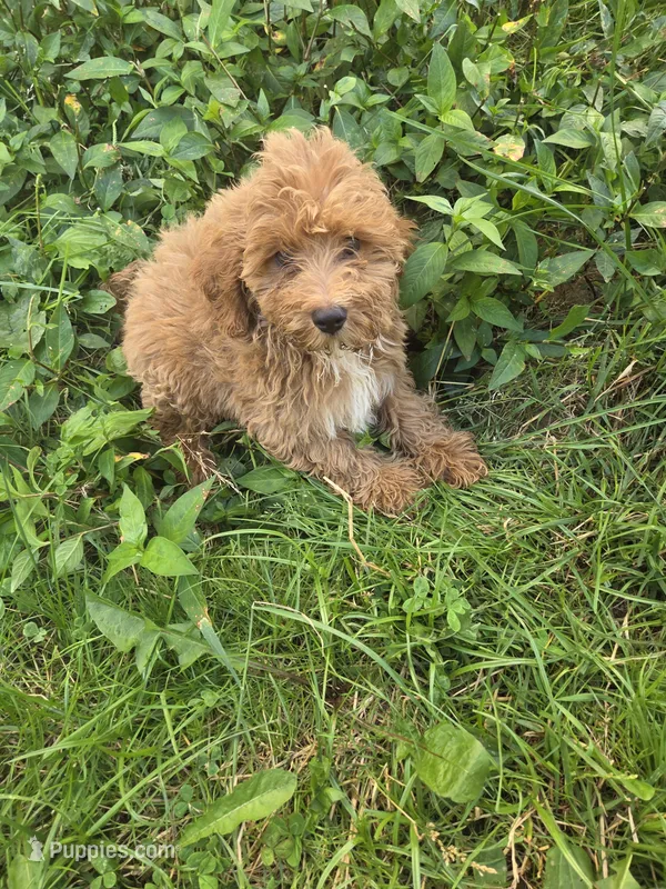 Clarence  – Cavapoo puppy for sale in Marietta, GA