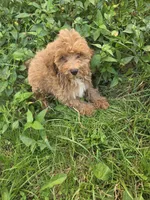 Clarence , a male Cavapoo for sale in Marietta, GA – 1 of 1