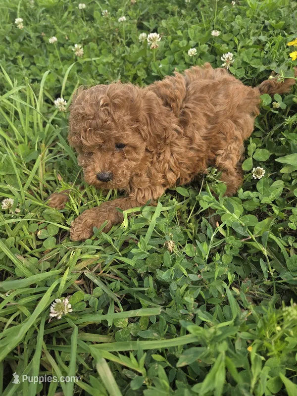 Cleapatra – Cavapoo puppy for sale in Marietta, GA