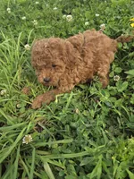 Cleapatra, a female Cavapoo for sale in Marietta, GA – 1 of 1