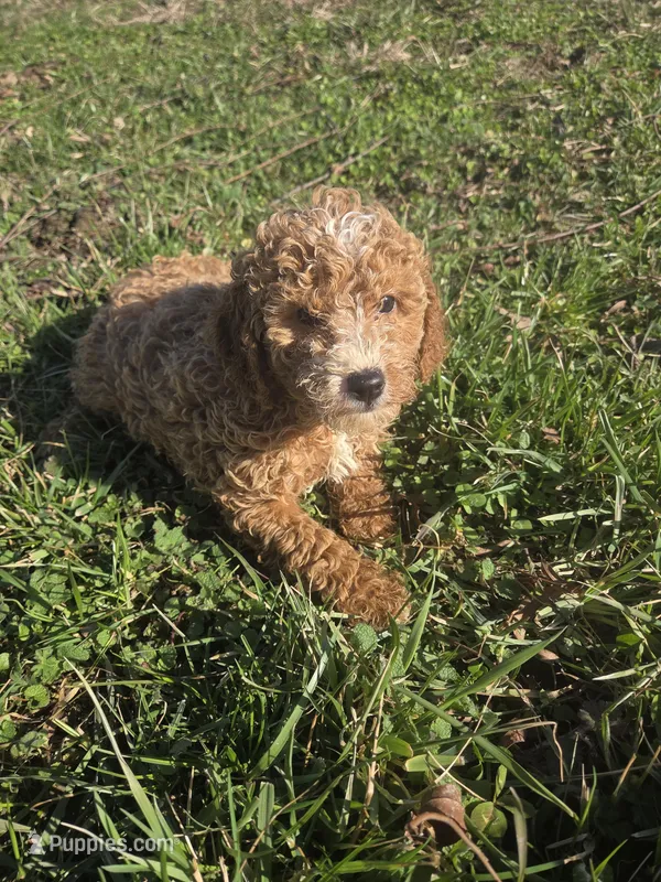 Civil , a female Cavapoo for sale in Marietta, GA – Photo 1 of 2