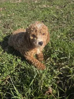 Civil , a female Cavapoo for sale in Marietta, GA – Photo 1 of 2