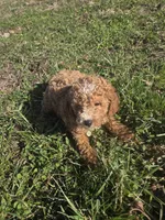 Civil , a female Cavapoo for sale in Marietta, GA – Photo 2 of 2