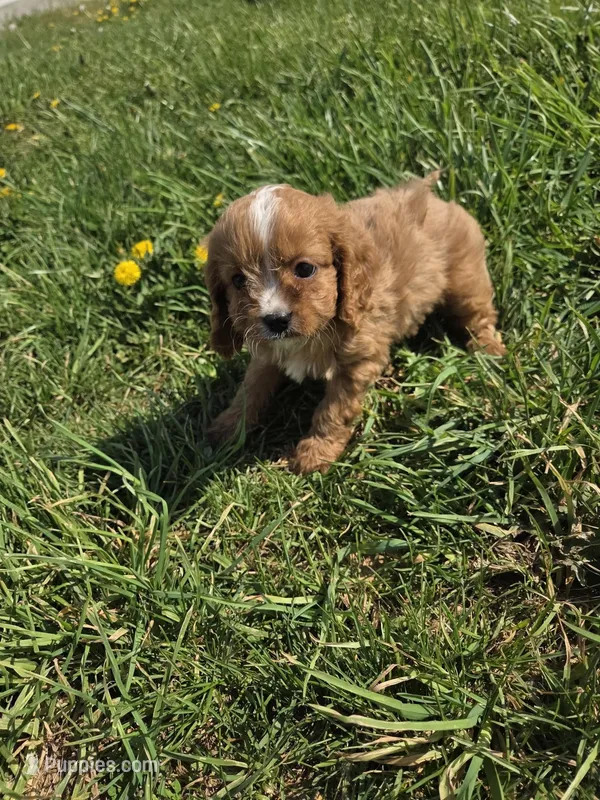 Carl – Cavapoo puppy for sale in Marietta, GA