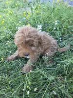 Cindy , a female Cavapoo for sale in Marietta, GA – 4 of 4