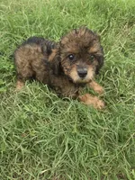 Cilvia, a female Cavapoo for sale in Marietta, GA – 1 of 1