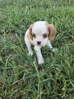 Katie , a female Cavalier King Charles Spaniel for sale in Marietta, GA – 2 of 3