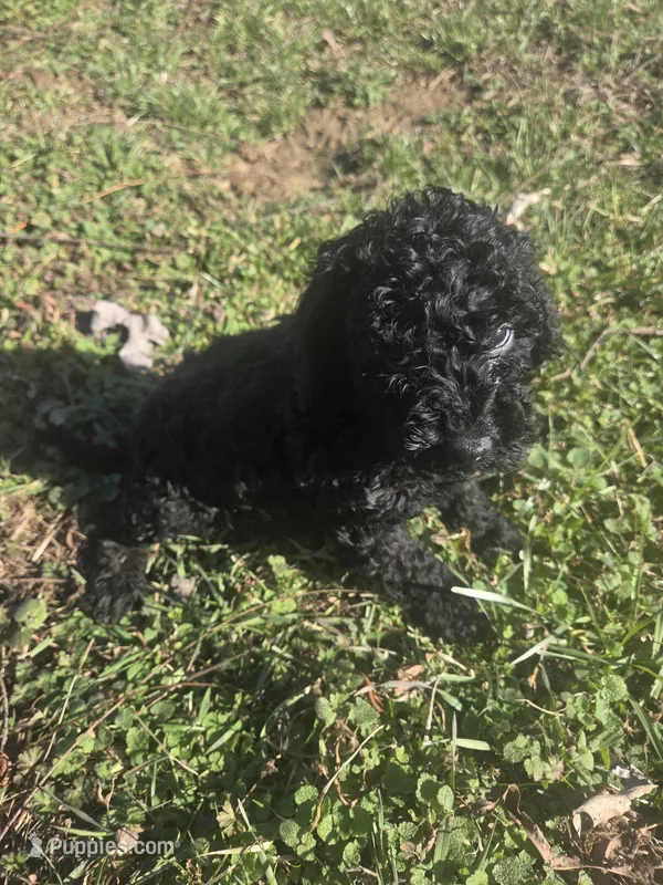 Captain  – Cavapoo puppy for sale in Marietta, GA