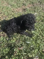 Captain , a male Cavapoo for sale in Marietta, GA – Photo 2 of 2