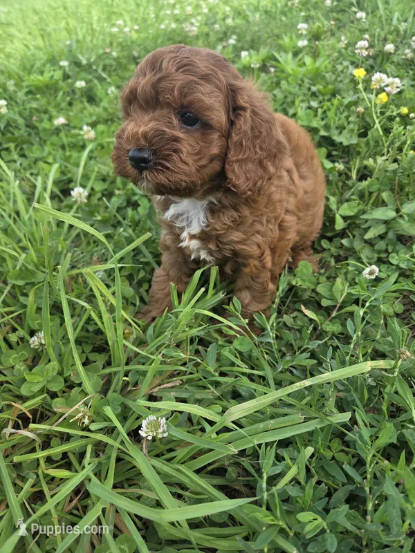 Card – Cavapoo puppy for sale in Marietta, GA
