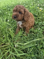 Card, a male Cavapoo for sale in Marietta, GA – 1 of 1