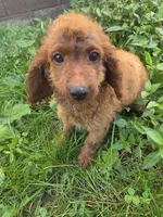 Cooper, a male Cavapoo for sale in Marietta, GA – 2 of 3