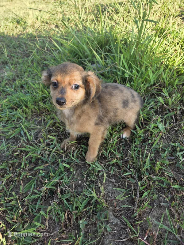 Amanda  – Chihuahua puppy for sale in Marietta, GA