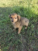 Amanda , a female Chihuahua for sale in Marietta, GA – 1 of 2