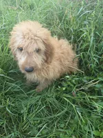 Guss, a male Miniature Goldendoodle for sale in Marietta, GA – 2 of 2