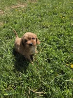 Candy, a female Cavapoo for sale in Marietta, GA – Photo 2 of 2