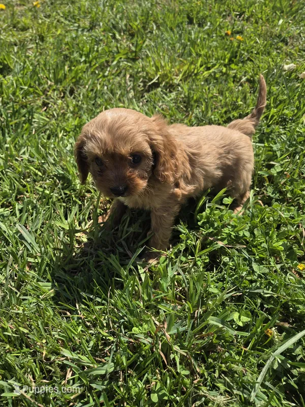 Candy – Cavapoo puppy for sale in Marietta, GA