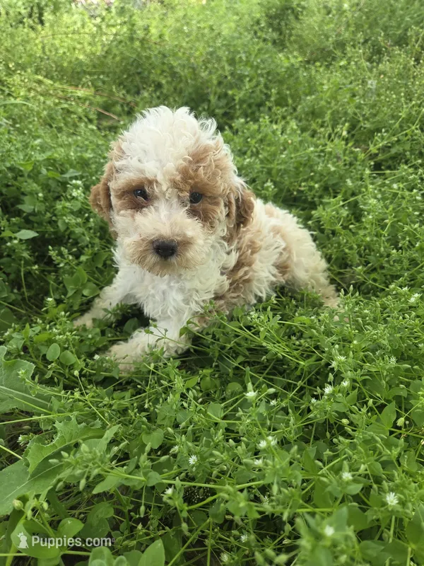 Cherry  – Cavapoo puppy for sale in Marietta, GA