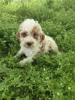 Cherry , a female Cavapoo for sale in Marietta, GA – 1 of 1